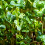 BroccoRaphanin®