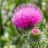 Milk Thistle (as Silactive™ with 80% Silymarin)