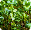 BroccoRaphanin®
