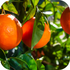 Morosil® Citrus Sinensis Fruit Extract