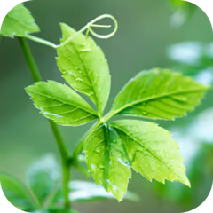 ActivAmp® Gynostemma Pentaphyllum Leaf Extract