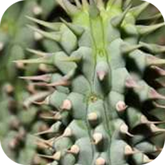 Hoodia Gordonii Extract