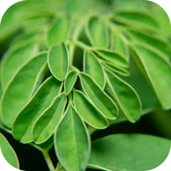 Moringa Oleifera Leaf Extract