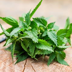 Nettle Root Extract